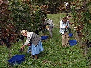 Weinlese in Kärnten (Bild: ORF Kärnten)