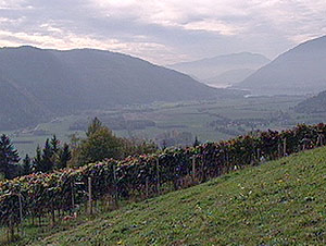 Weinlese in Kärnten (Bild: ORF Kärnten)