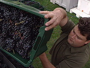 Weinlese in Kärnten (Bild: ORF Kärnten)