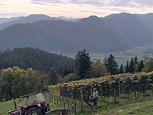 Weinlese in Kärnten (Bild: ORF Kärnten)