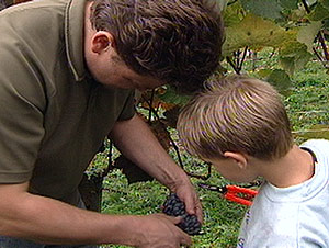 Weinlese in Kärnten (Bild: ORF Kärnten)