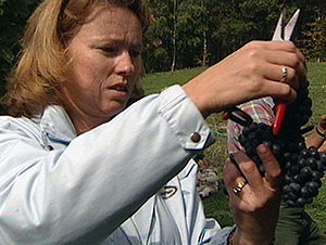 Weinlese in K&auml;rnten (Bild: ORF K&auml;rnten)